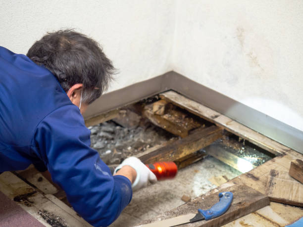 Best Kitchen Mold Remediation in Bryn Athyn, PA