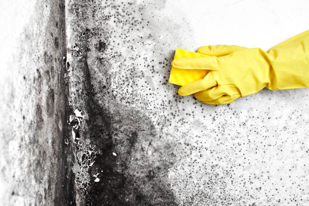 Best Post-Flood Mold Remediation in Bryn Athyn, PA