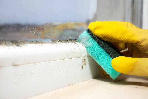 Best Black Mold Remediation in Bryn Athyn, PA